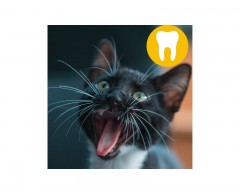 Vet's Best proszek dentystyczny dla kotów 45 g
