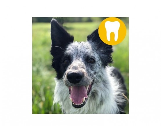 Vet's Best trójgłowa szczoteczka do zębów dla psów