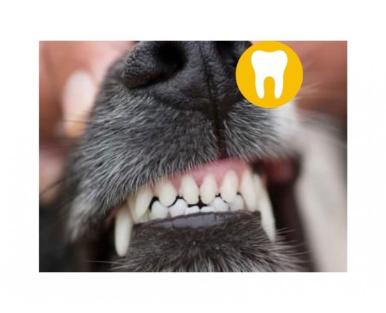 Vet's Best Dental Gel - pasta do zębów dla psa 100 g