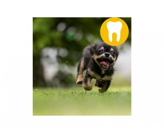 Gryzak dentystyczne dla małych psów XS 48 szt. szczoteczka - WHIMZEES DENTAL