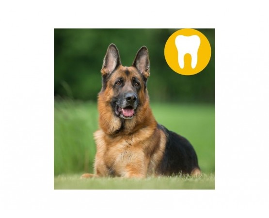 Gryzaki dentystyczne dla dużych psów L 6 szt. szczoteczka - WHIMZEES DENTAL