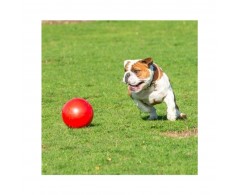 Boomer Ball - uciekająca super wytrzymała piłka dla psa - rozmiar M 15 cm czerwona