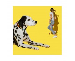 Obroża dla psa rozmiar L 45-70 cm tęczowa - Zee Dog Prisma