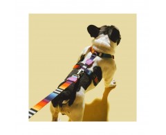 Szelki dla psa rozmiar S tęczowe - Zee Dog H-Harness Prisma