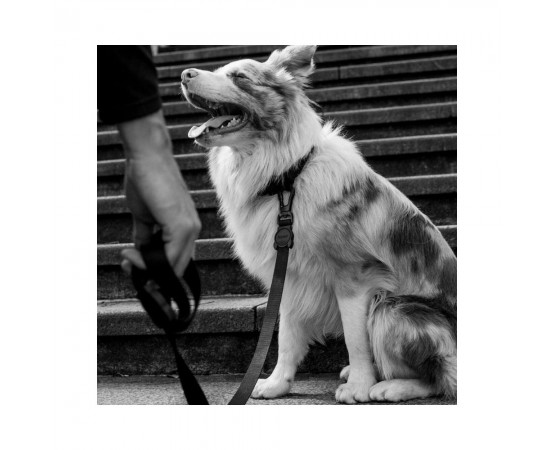 Smycz dla psa rozmiar L 120 cm / 2,5 cm czarna - Zee Dog Gotha