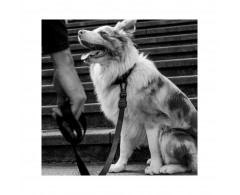 Smycz dla psa rozmiar L 120 cm / 2,5 cm czarna - Zee Dog Gotha