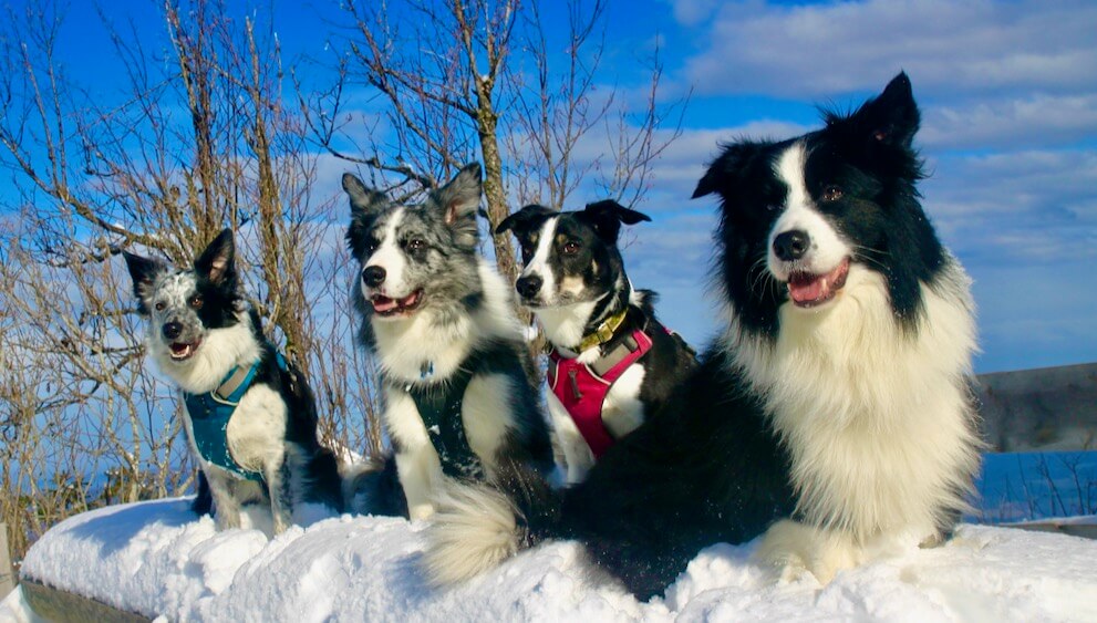 psy na śniegu