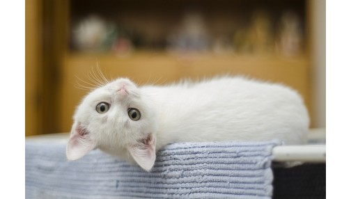 Jak czesać kota i czy jest to konieczne?