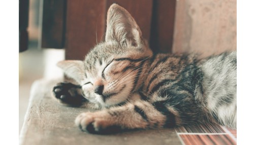 Jaki żwirek dla kota wybrać?